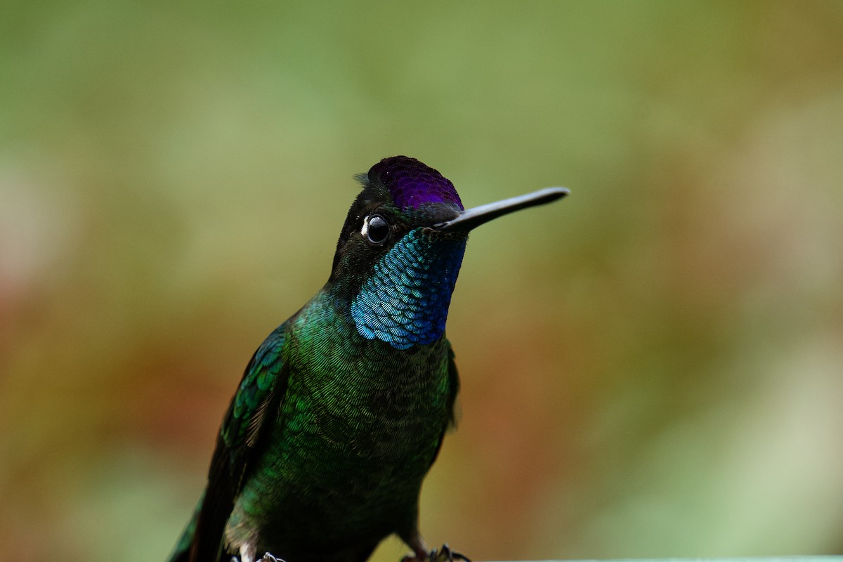 Talamanca Hummingbird - ML619935214