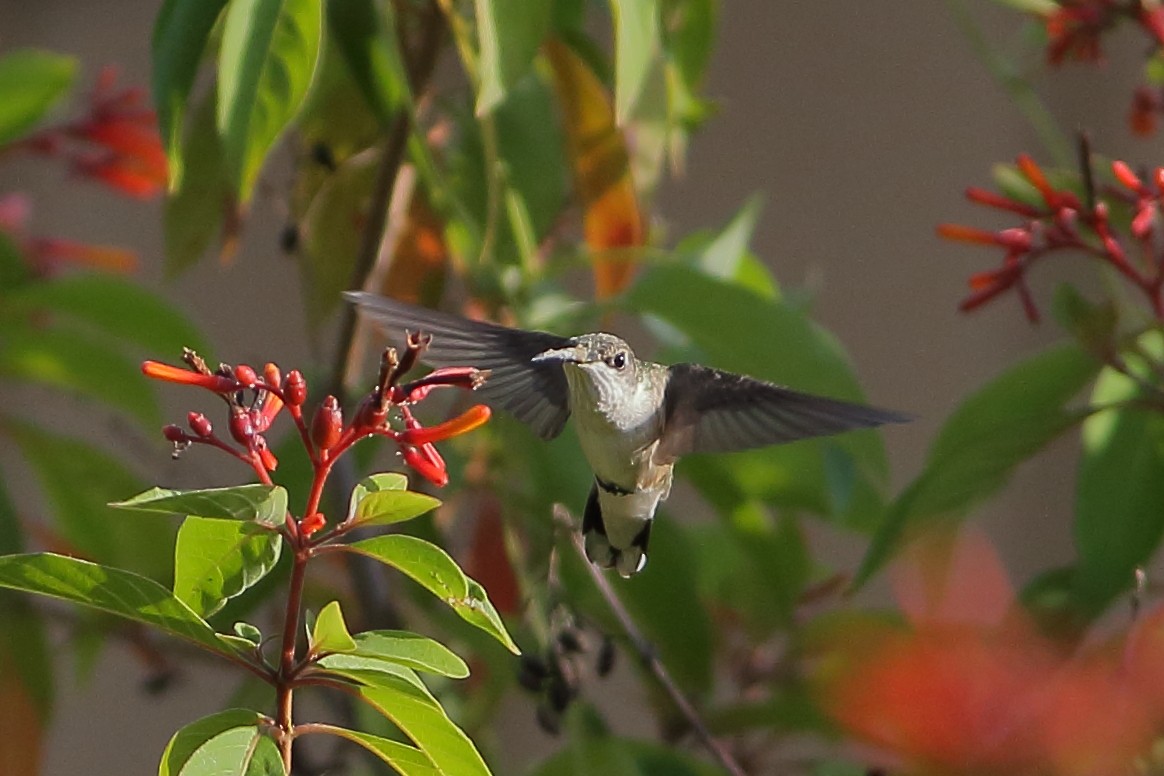 Ruby-throated Hummingbird - ML619935215