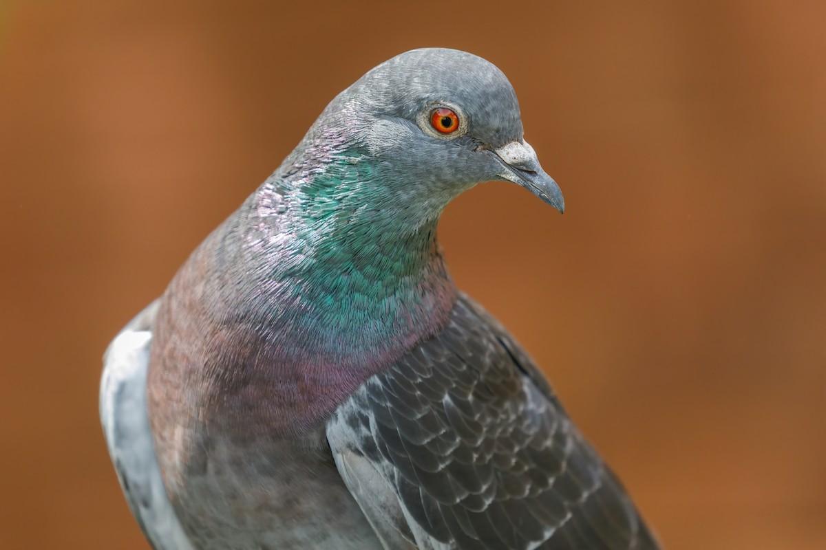 Rock Pigeon (Feral Pigeon) - ML619935218