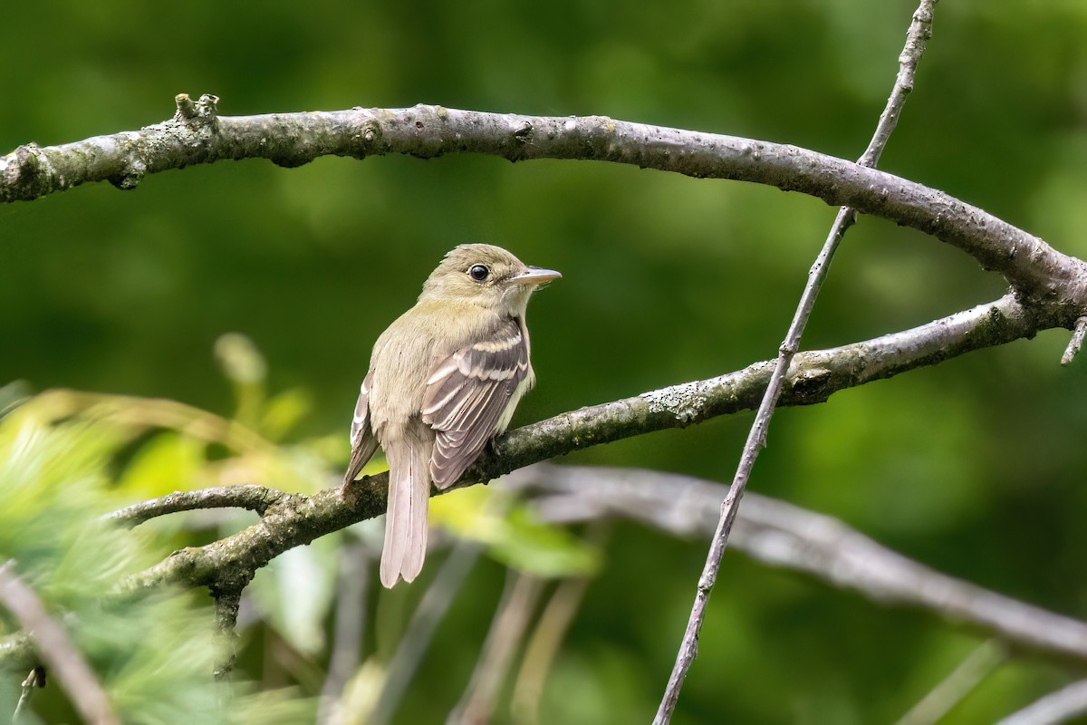 Acadian Flycatcher - ML619935241