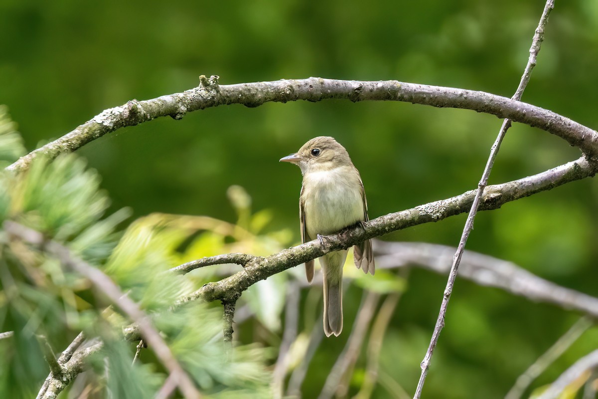 Acadian Flycatcher - ML619935242