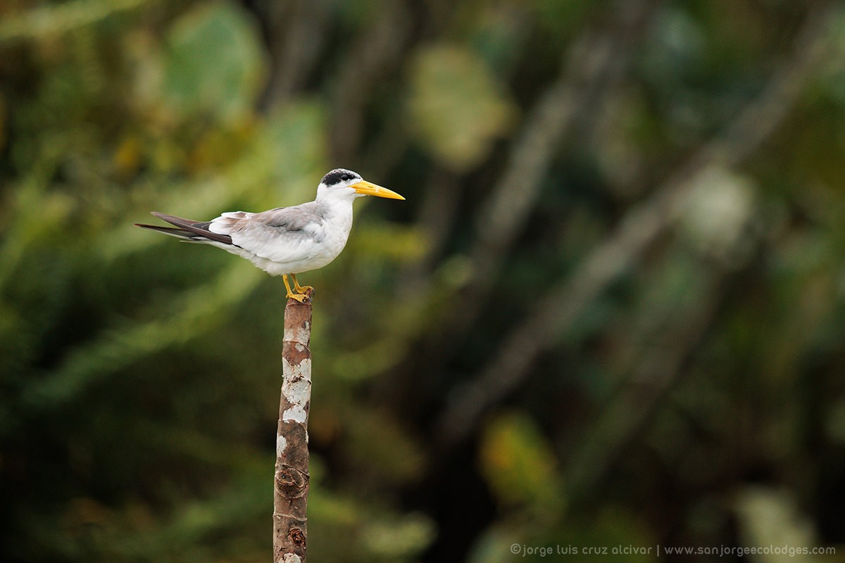 Large-billed Tern - ML619935247