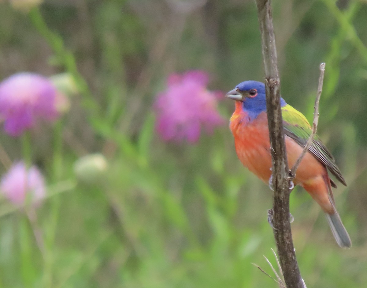 Painted Bunting - ML619935257