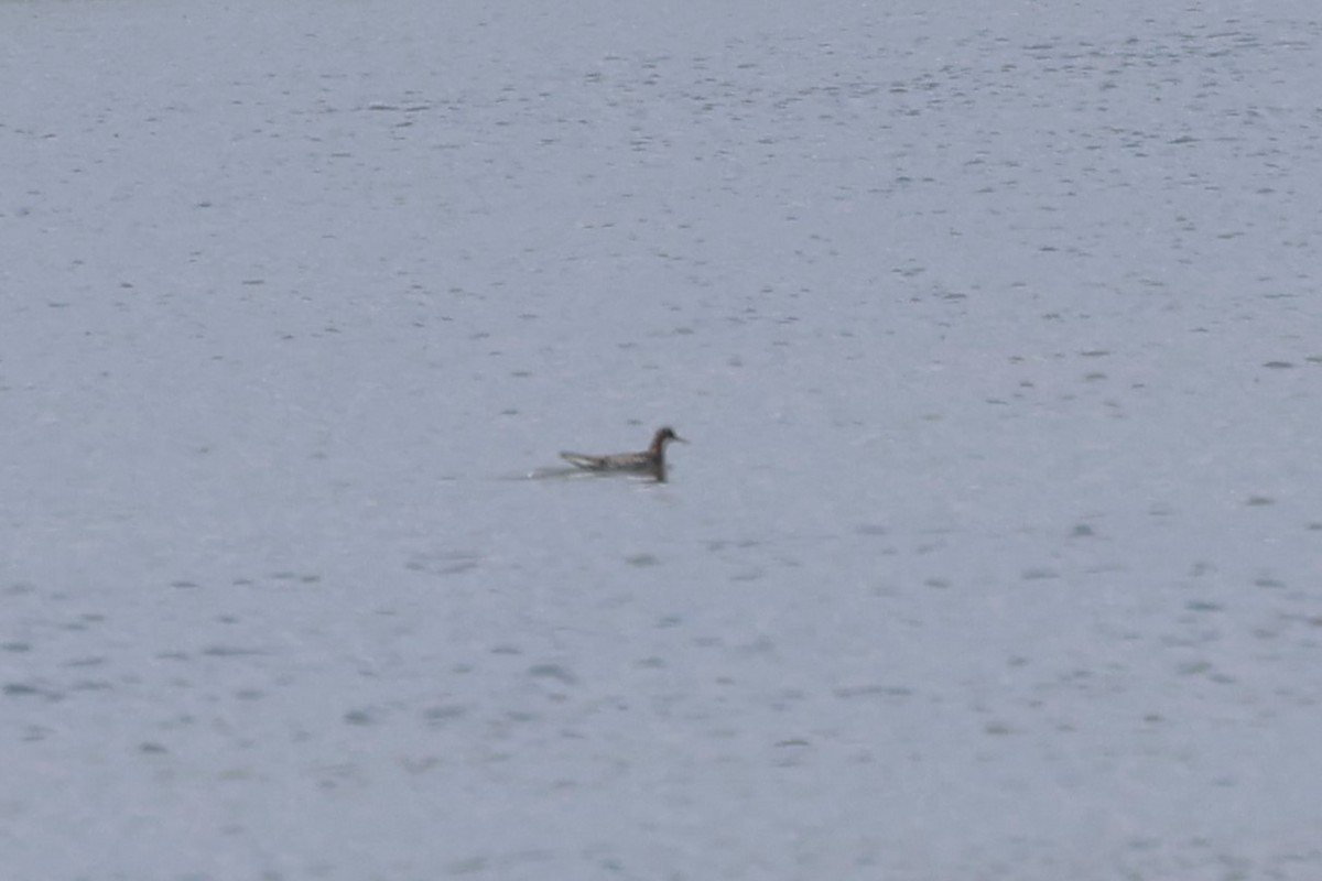 Red-necked Phalarope - Alan Bird