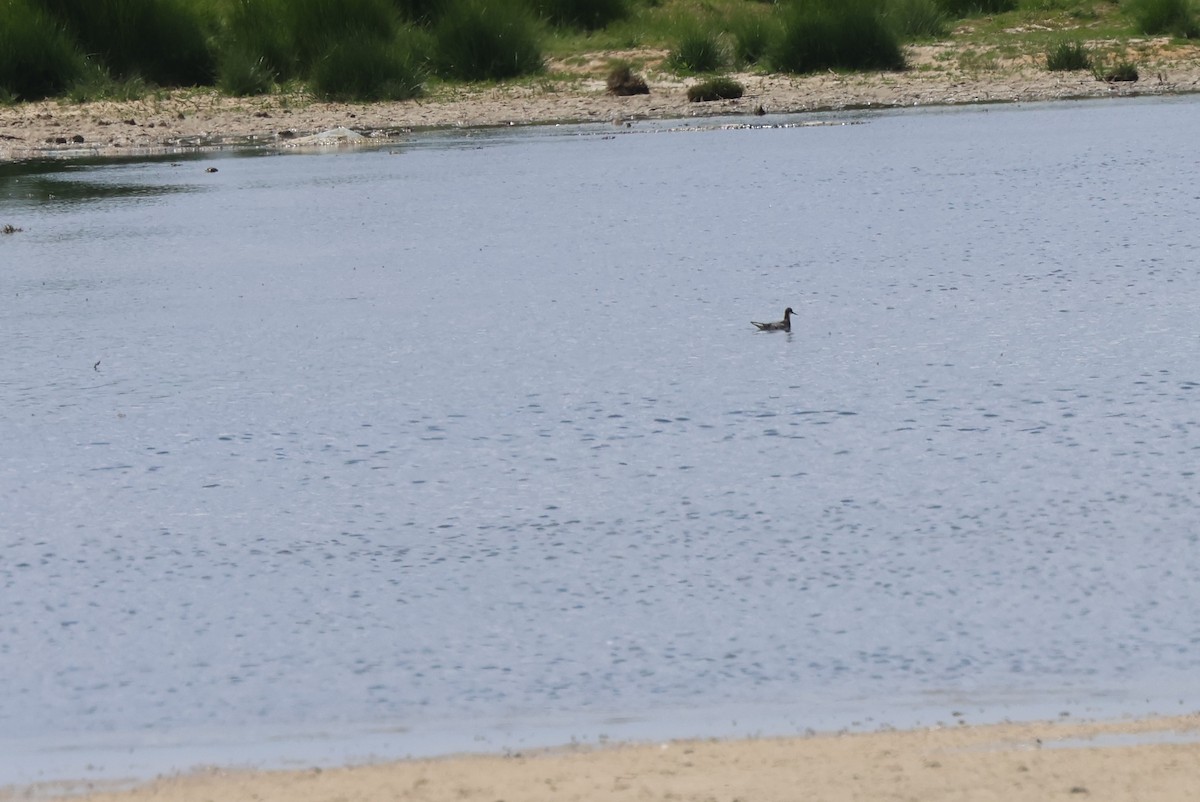 Phalarope à bec étroit - ML619935262