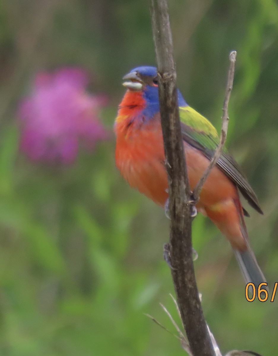 Painted Bunting - ML619935263