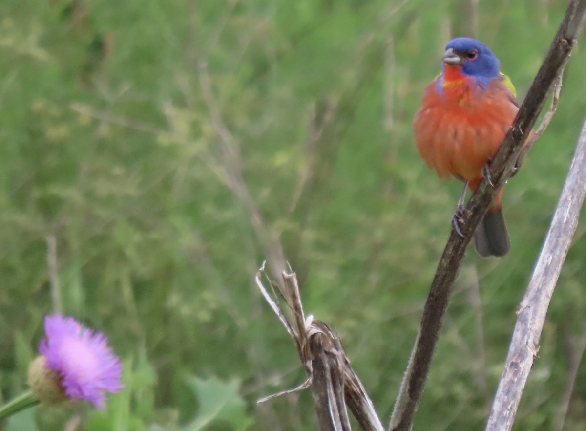 Painted Bunting - ML619935266