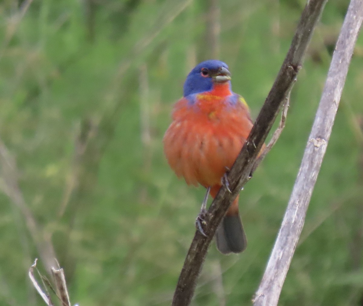 Painted Bunting - ML619935271