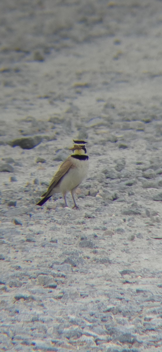 Horned Lark - ML619935280