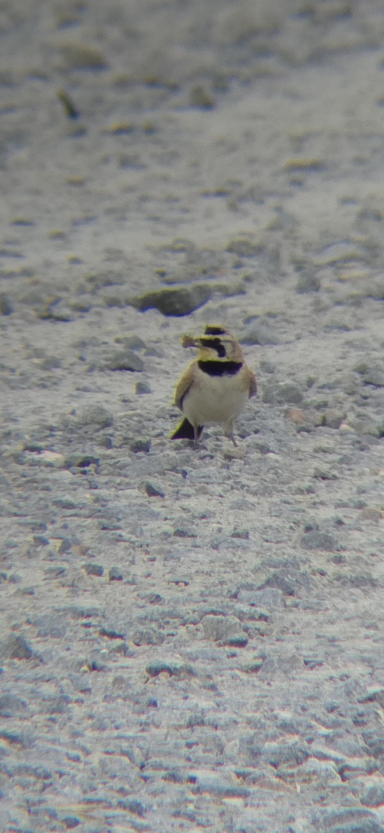 Horned Lark - ML619935281