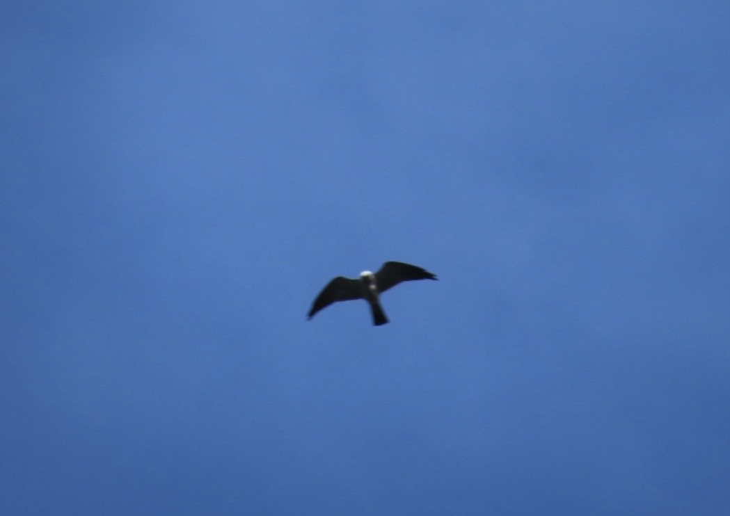 Mississippi Kite - ML619935287