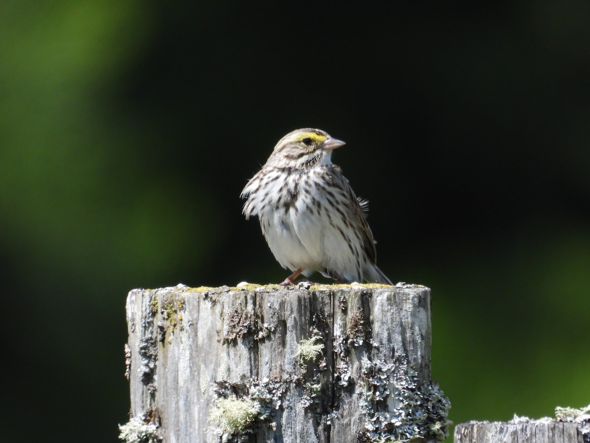 Savannah Sparrow - ML619935289