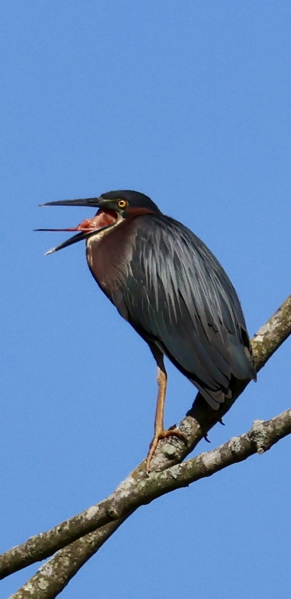 Green Heron - ML619935293