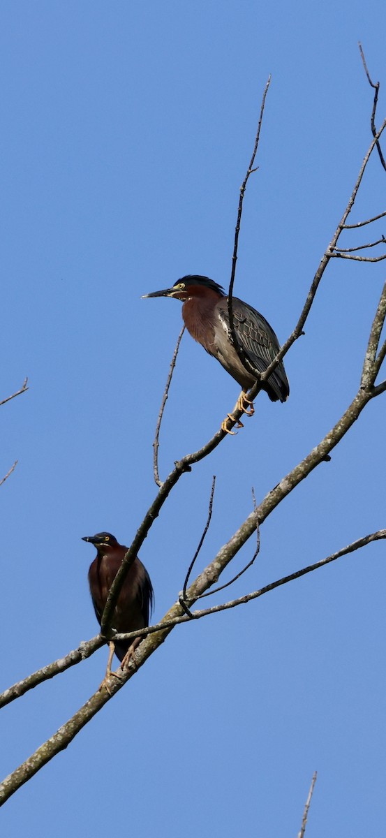 Green Heron - Kim Caldwell