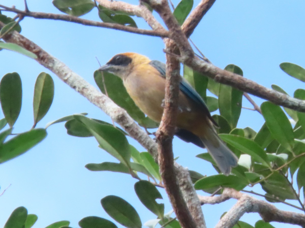 Burnished-buff Tanager - ML619935298