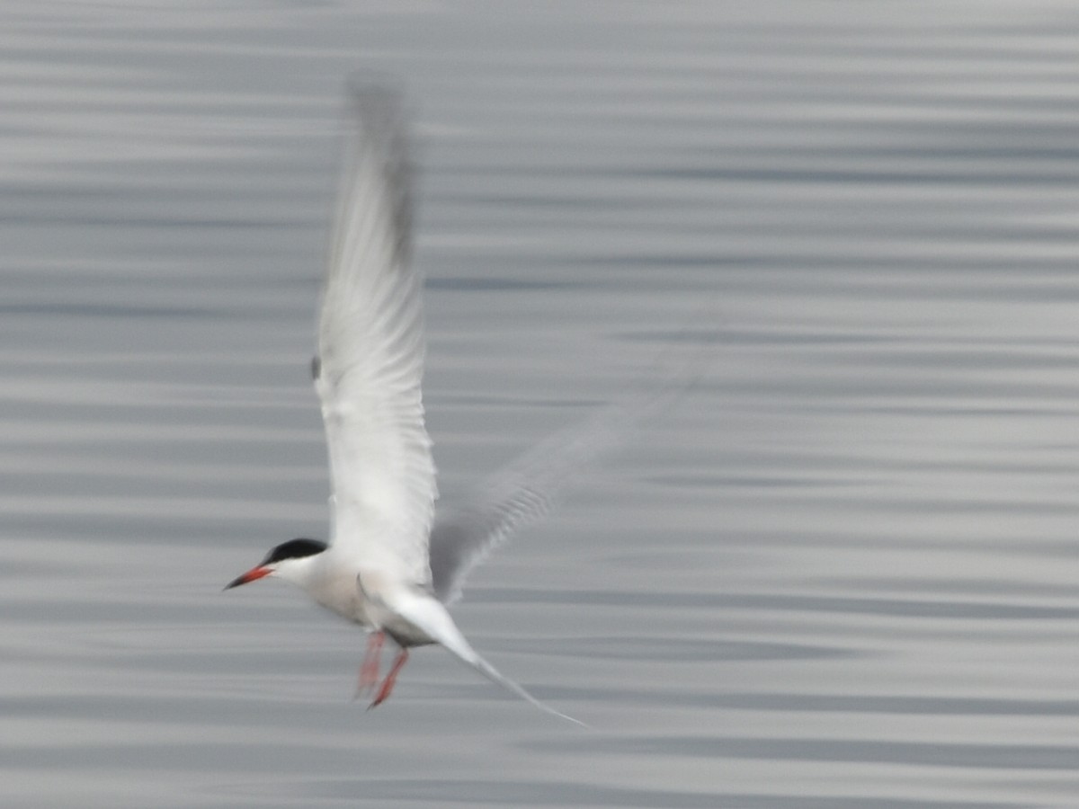 Common Tern - ML619935300