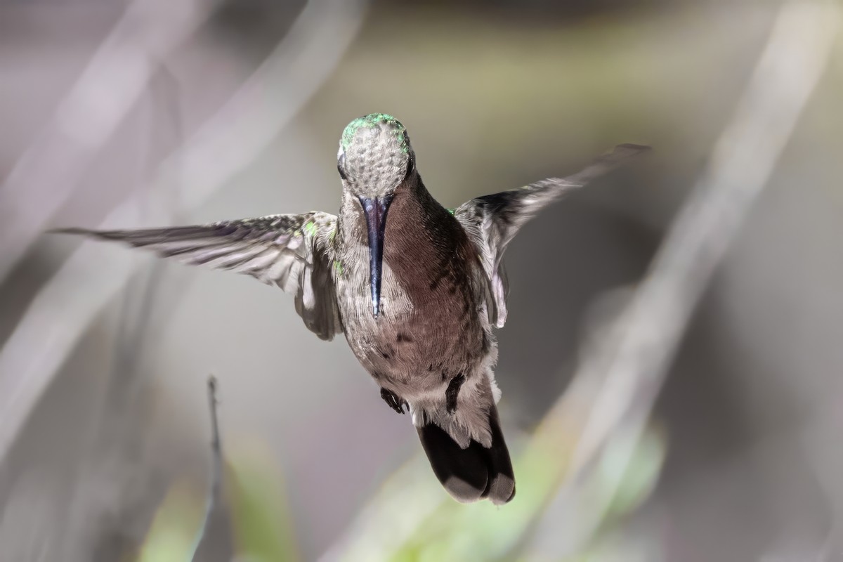 Broad-billed Hummingbird - ML619935323