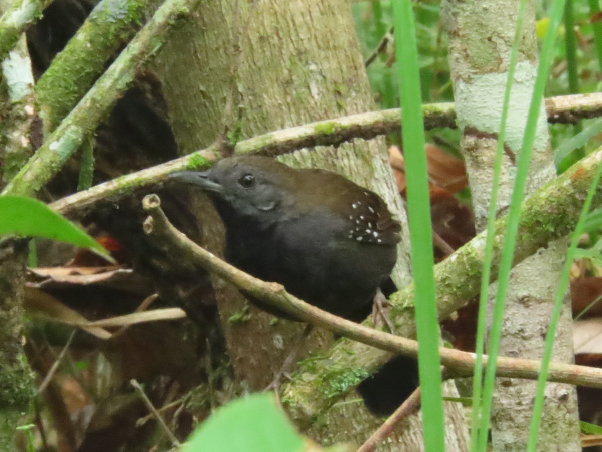 Black-throated Antbird - ML619935337