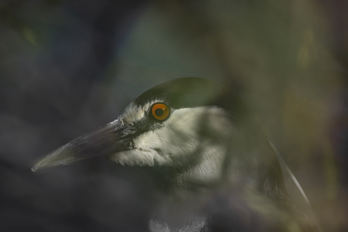 Black-crowned Night Heron - ML619935350