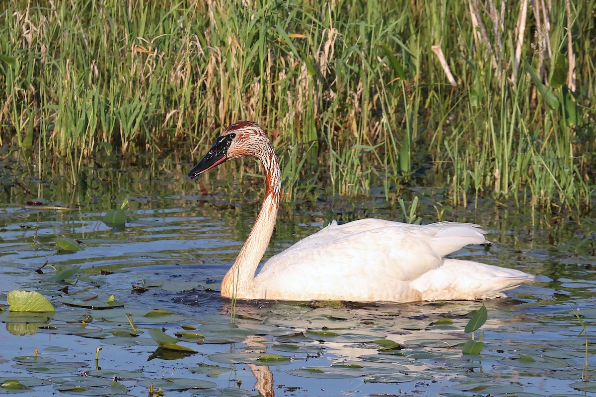 Trumpeter Swan - ML619935351