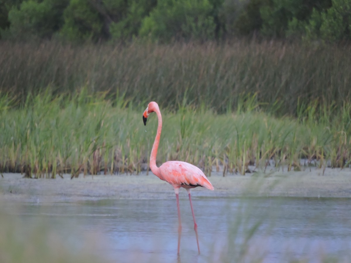 Amerika Flamingosu - ML619935366