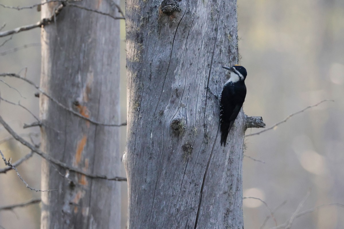 Black-backed Woodpecker - ML619935396