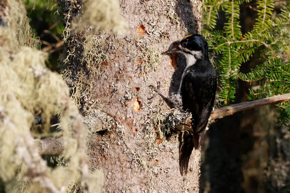 Black-backed Woodpecker - ML619935398