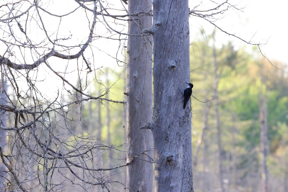 Black-backed Woodpecker - ML619935399