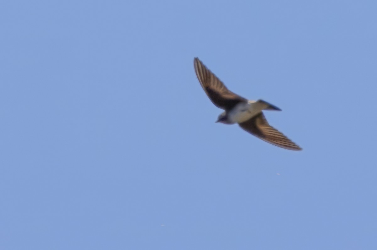 Northern Rough-winged Swallow - ML619935402