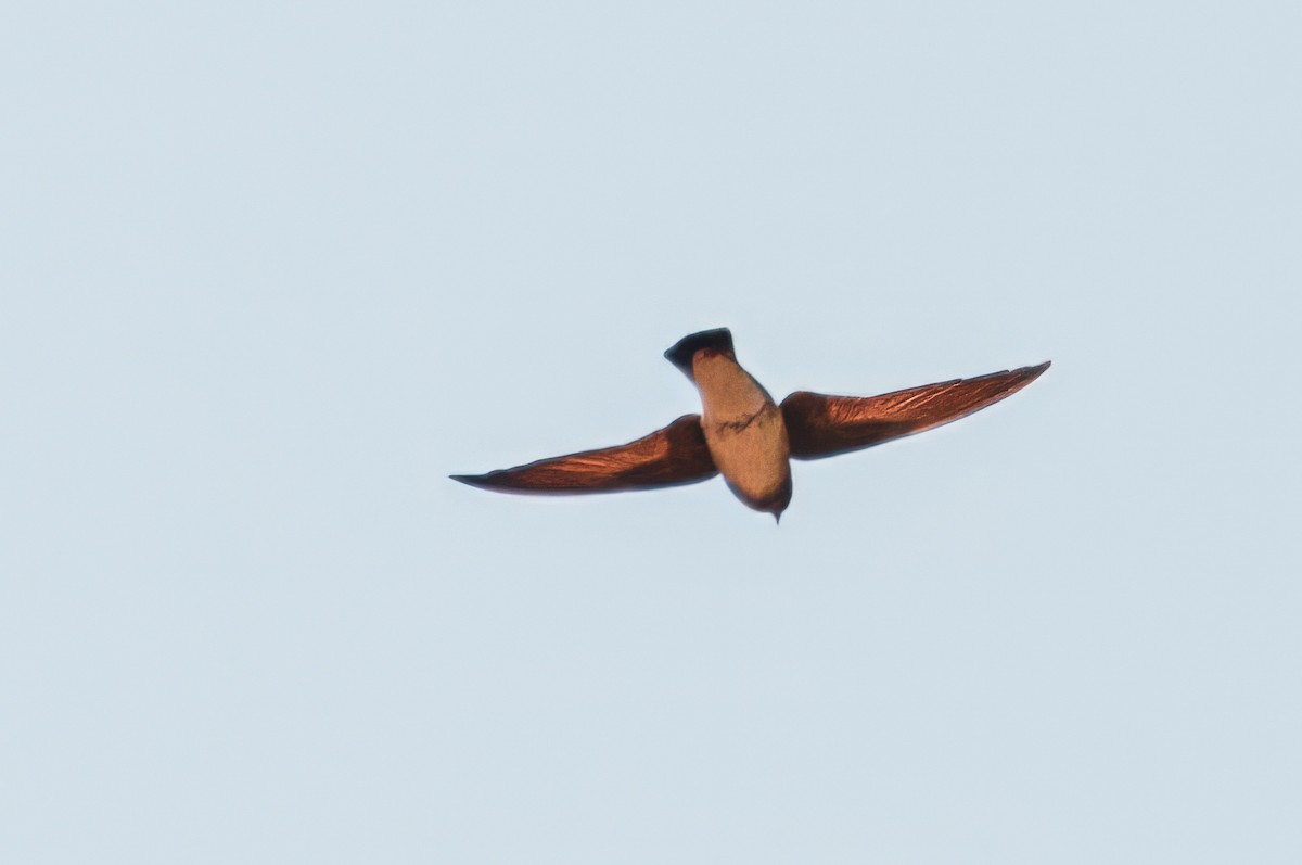 Northern Rough-winged Swallow - ML619935404