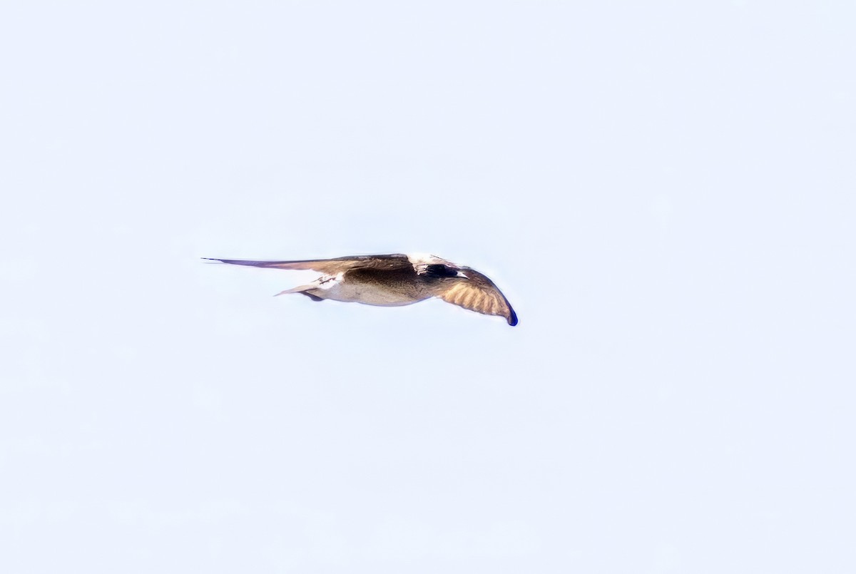 Northern Rough-winged Swallow - ML619935409