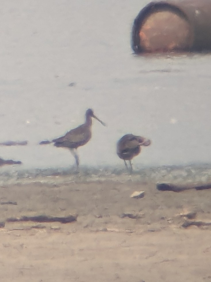 Hudsonian Godwit - ML619935415