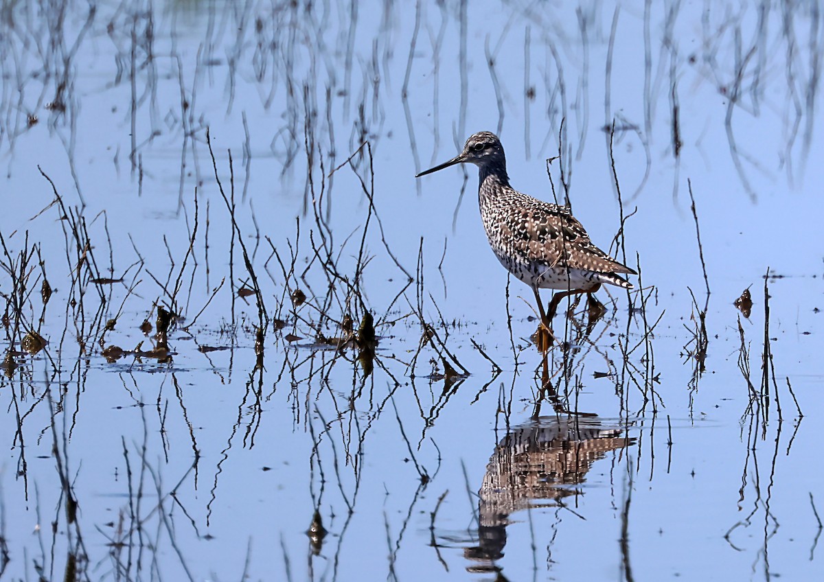 Greater Yellowlegs - ML619935426