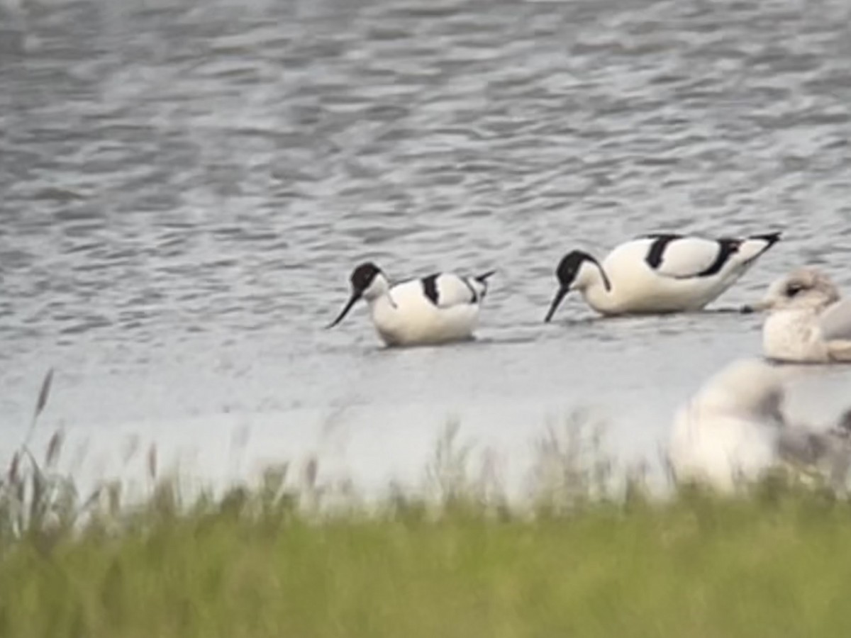 Pied Avocet - ML619935463