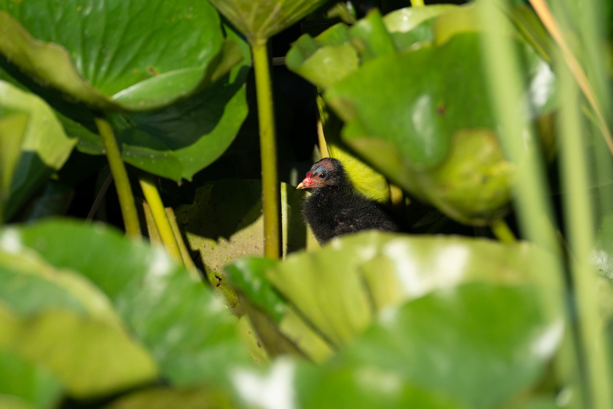 Eurasian Moorhen - ML619935470