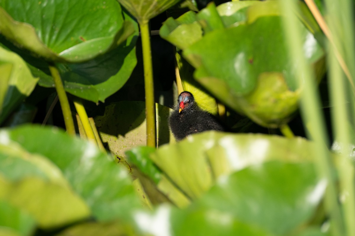 Eurasian Moorhen - ML619935471