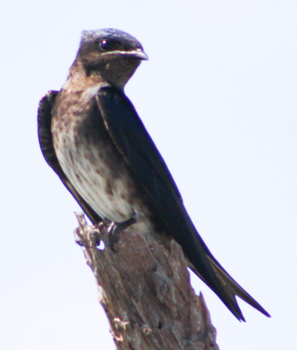 Cuban Martin - yuzaima ortiz