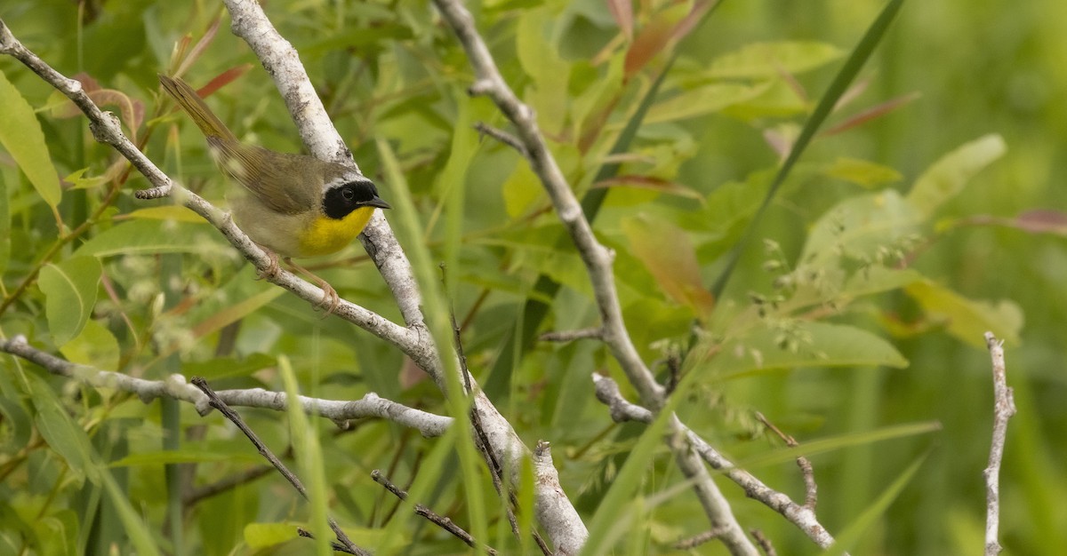 Common Yellowthroat - ML619935493