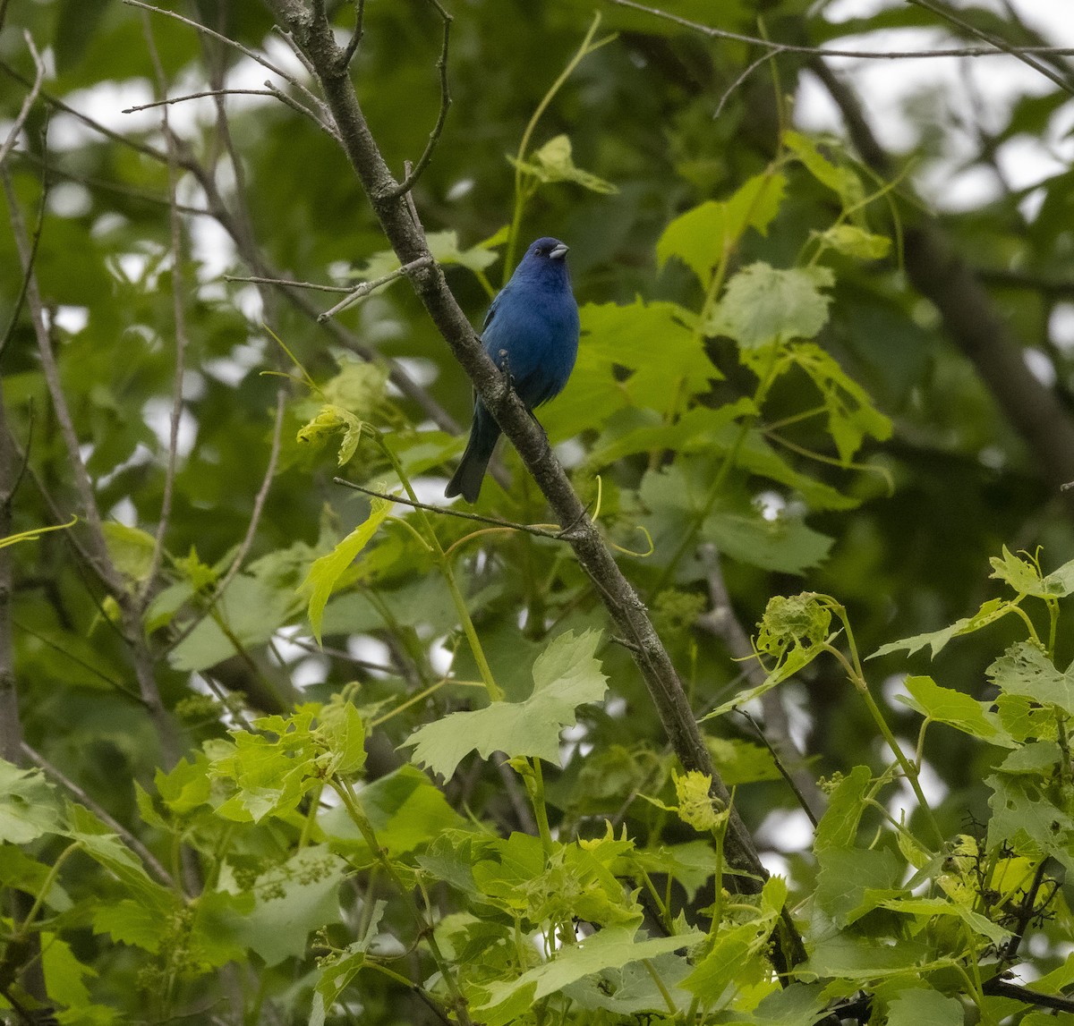 Indigo Bunting - ML619935506