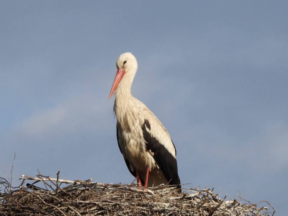 White Stork - ML619935548