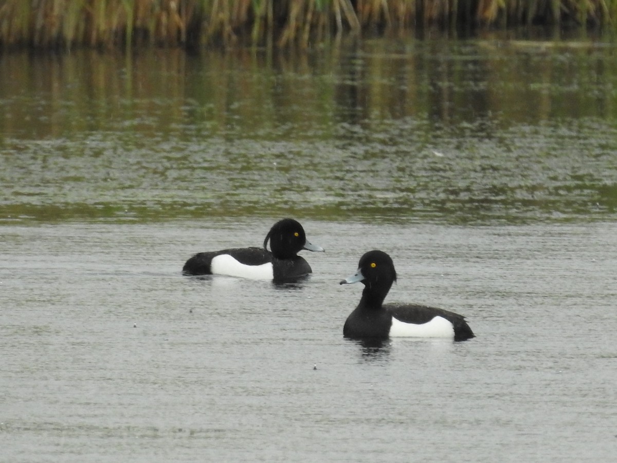 Tufted Duck - ML619935558