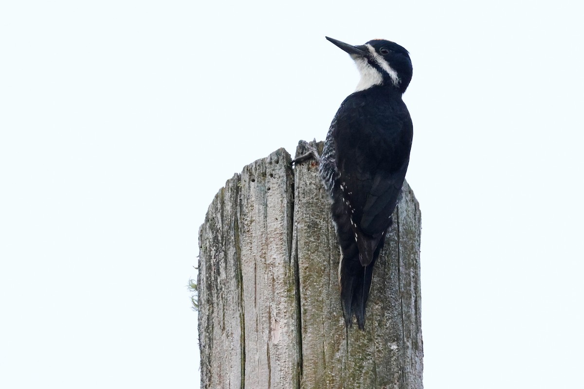 Black-backed Woodpecker - ML619935579
