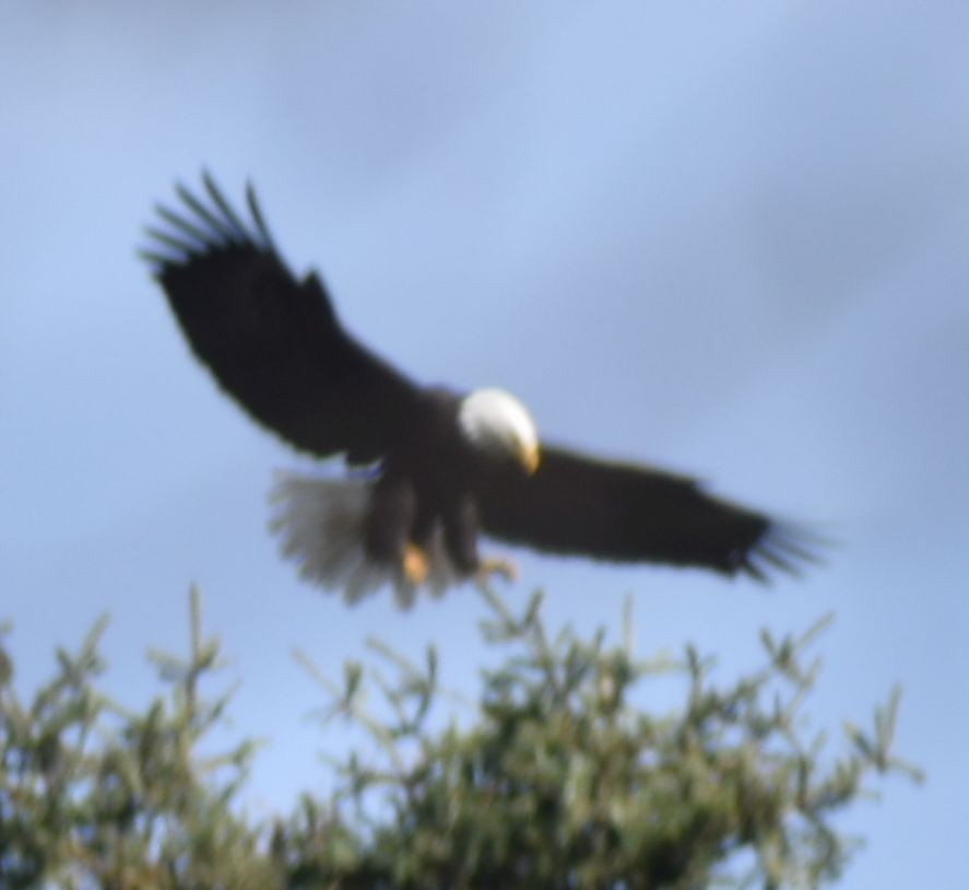 Bald Eagle - ML619935591