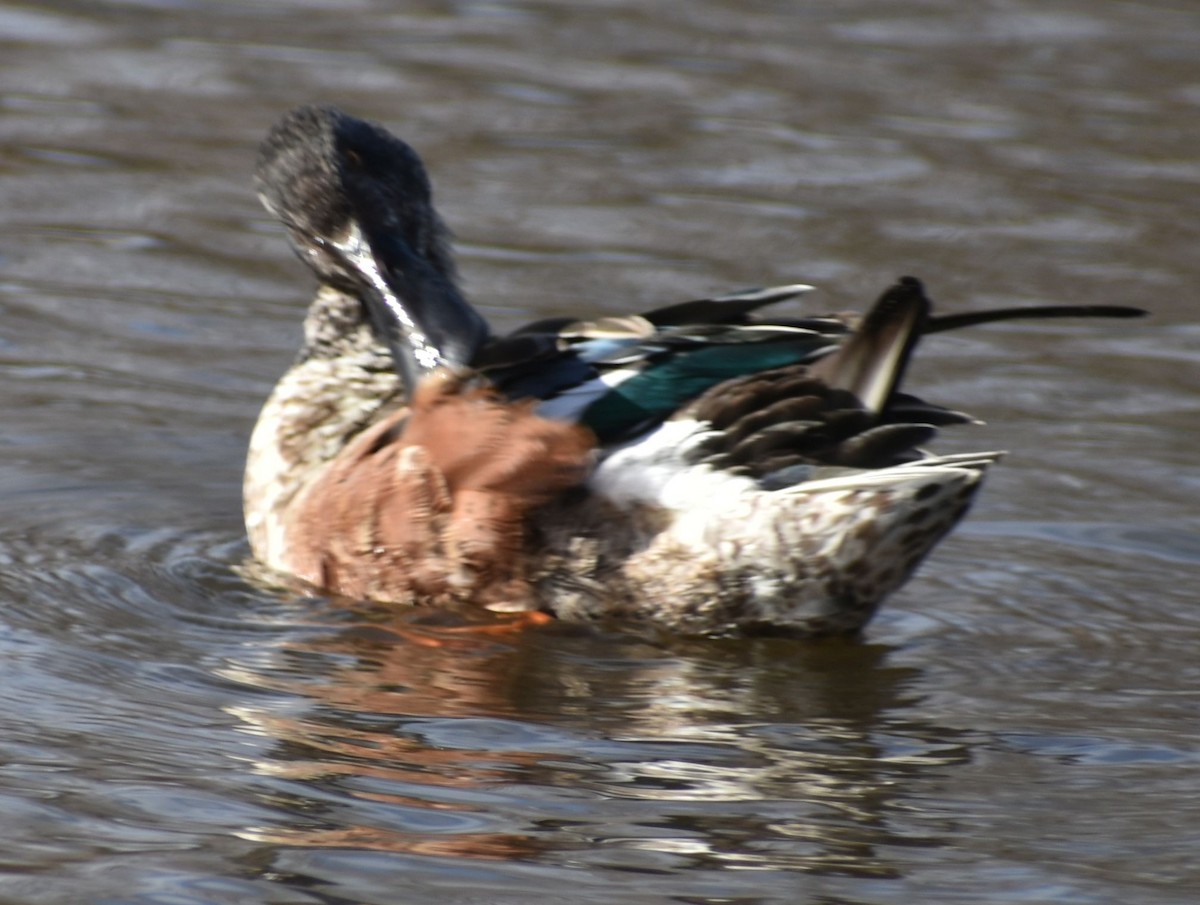 Northern Shoveler - ML619935609