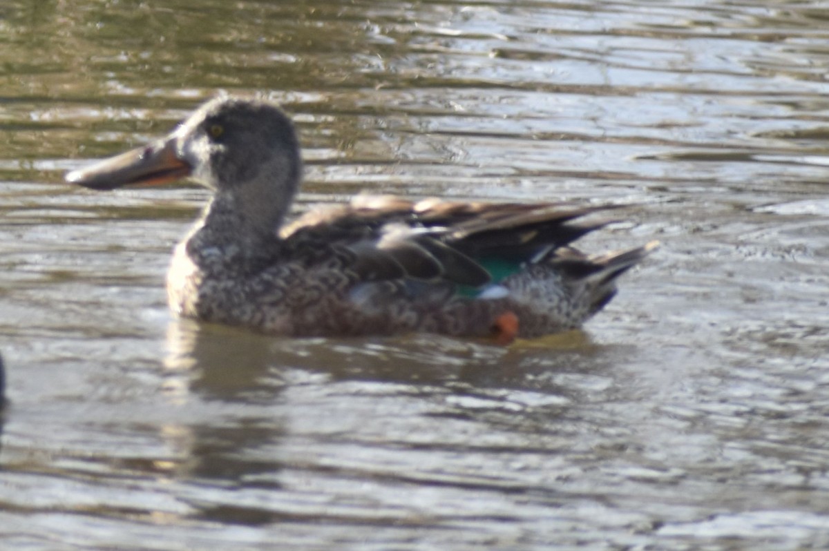 Northern Shoveler - ML619935610