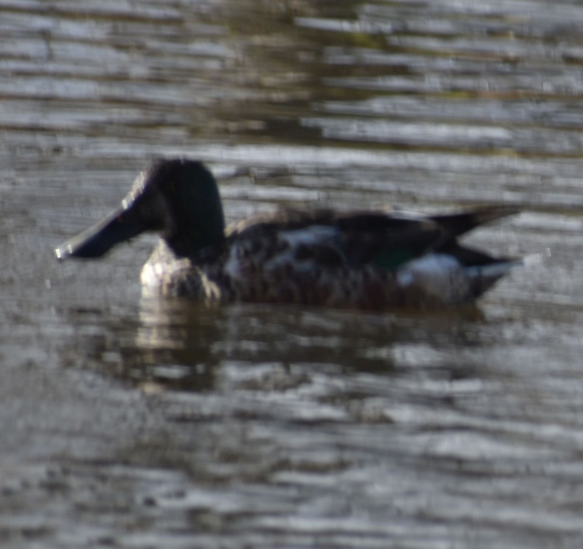 Northern Shoveler - ML619935611