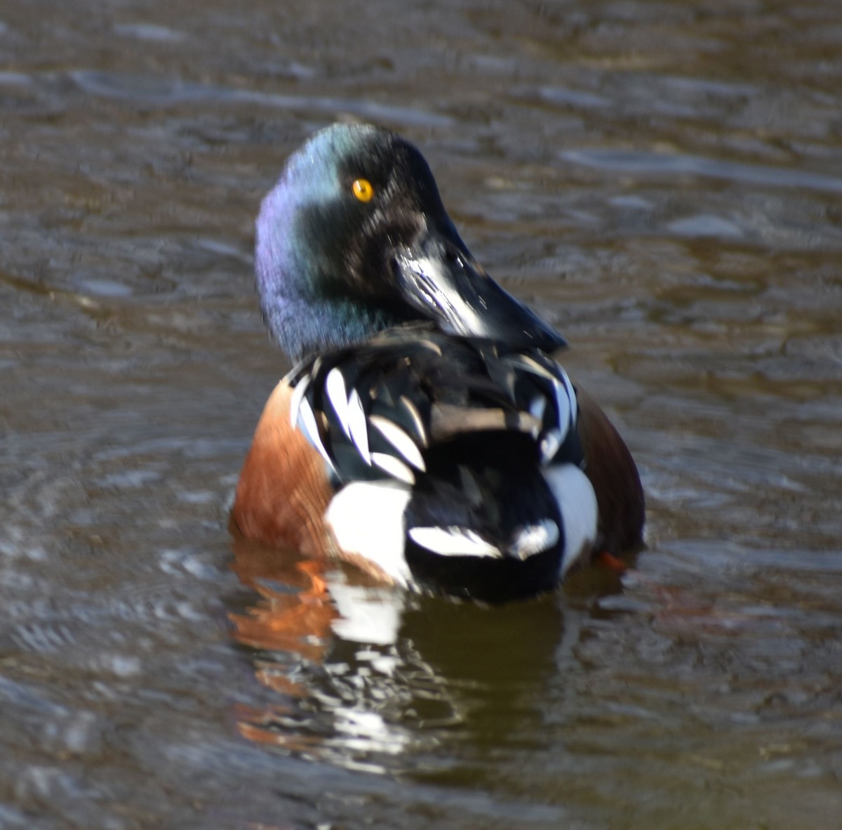 Northern Shoveler - ML619935612