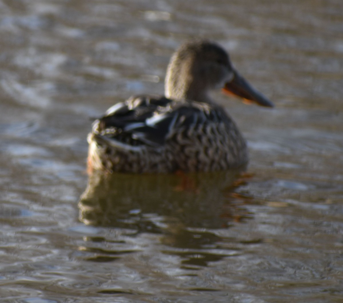 Northern Shoveler - ML619935613