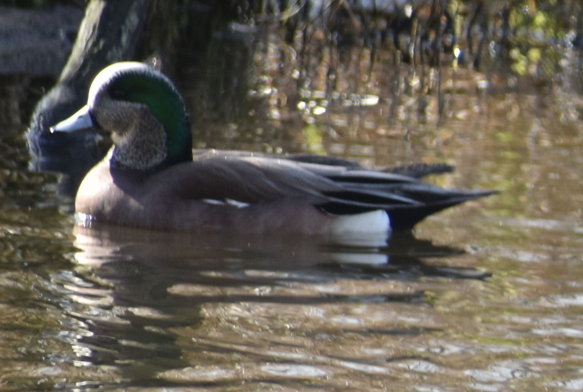 American Wigeon - ML619935622