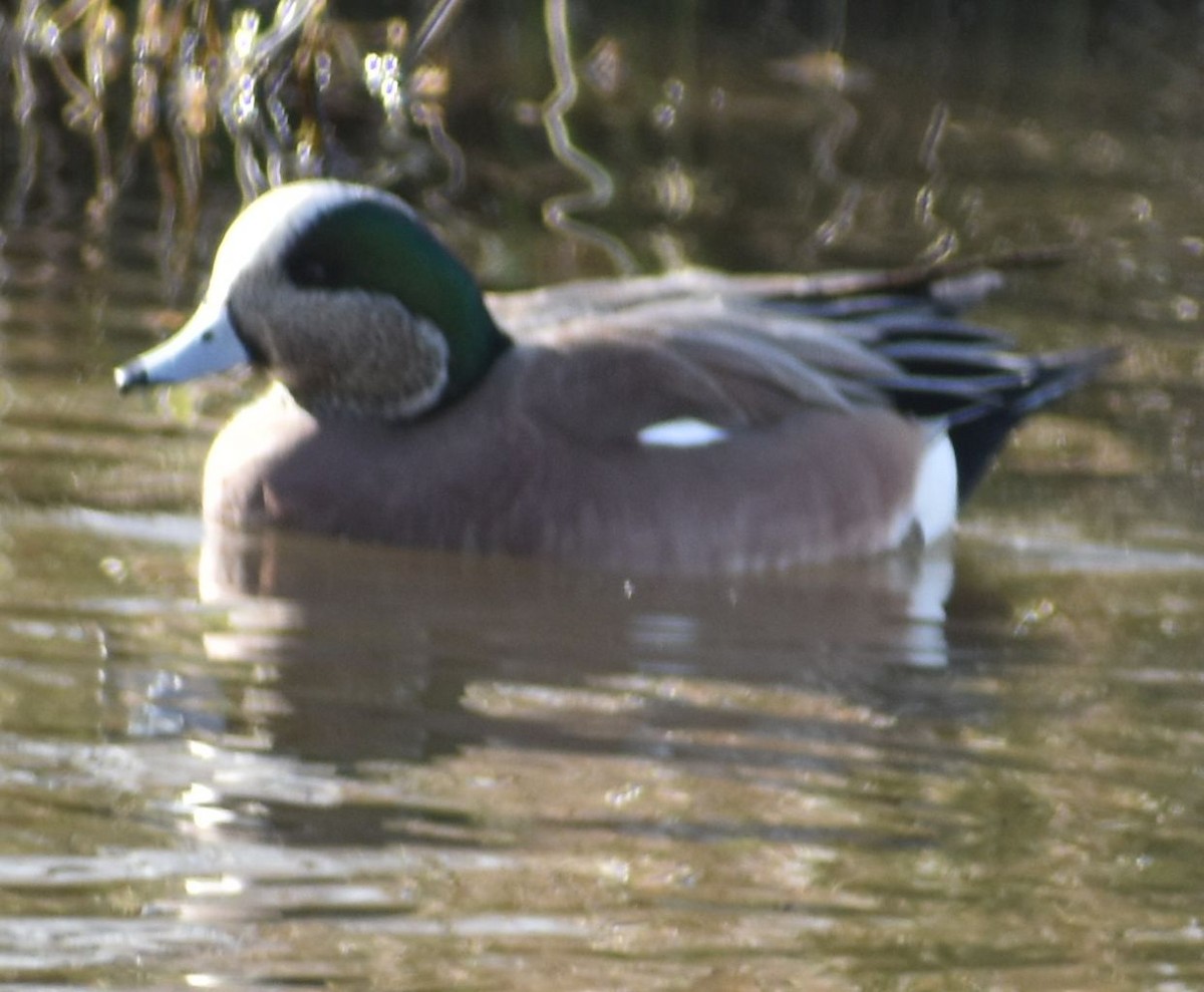 American Wigeon - ML619935623